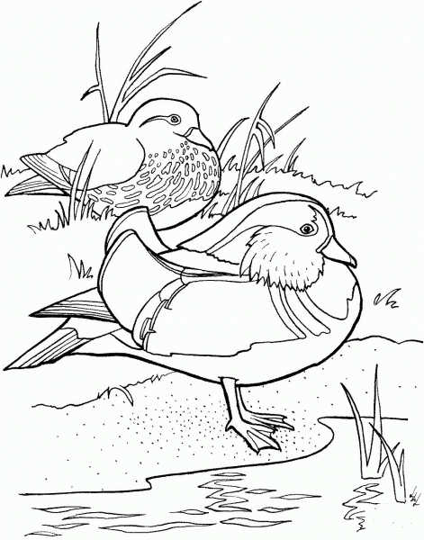 Mandarin ducks coloring page image