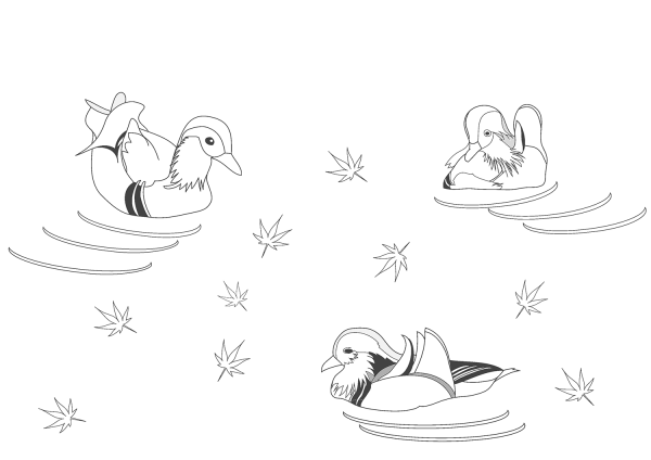 Mandarin Ducks coloring page image