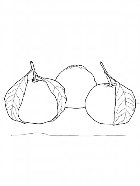 Mandarin Orange coloring page image