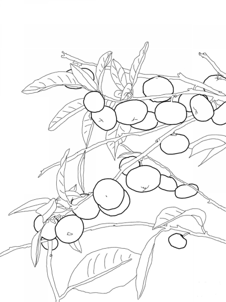 Mandarin Orange Tree coloring page image
