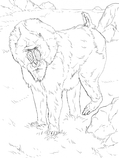 Mandrill coloring page image