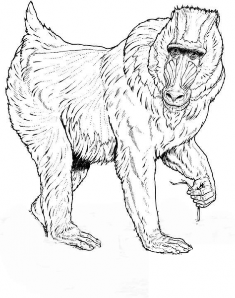 Mandrill  coloring page image
