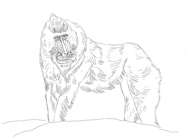 Mandrill Monkey coloring page image
