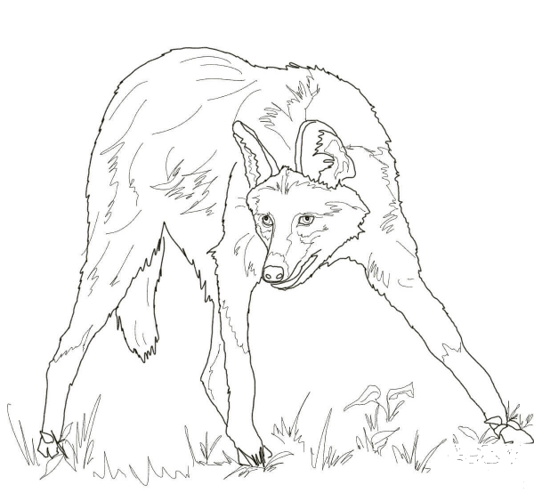 Maned Wolf coloring page image