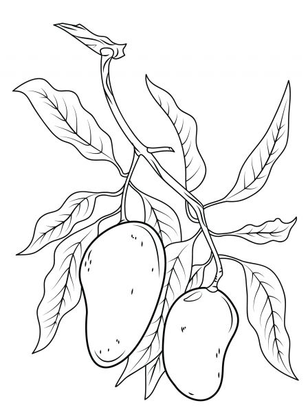 Mango Branch coloring page image