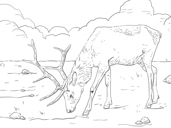 Manitoban Elk coloring page image