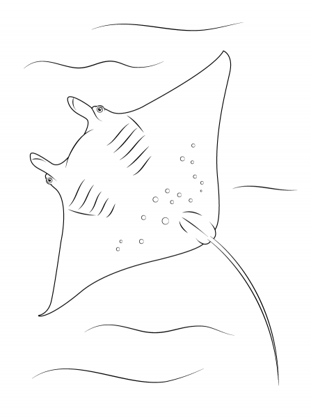 Manta Ray Underside coloring page image