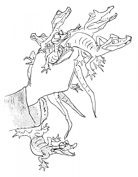 Many Baby Alligators Held coloring page image