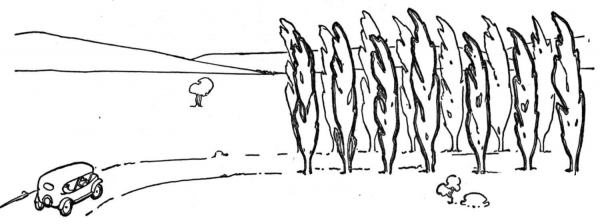 Many Poplars coloring page image
