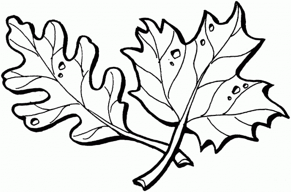 Maple and Oak Leaves  coloring page image