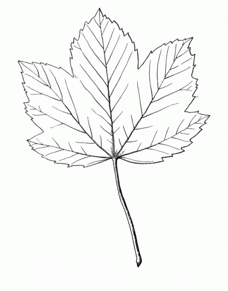 Maple  coloring page image