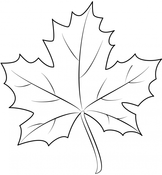 Maple Leaf coloring page image