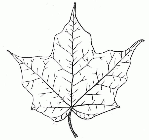 Maple Leaf coloring page image