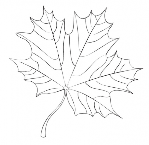 Maple Leaf coloring page image