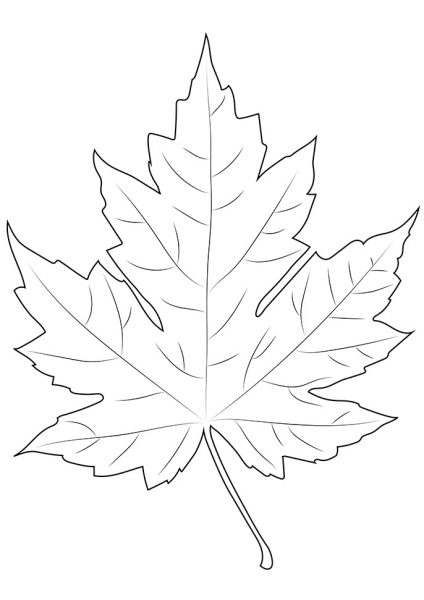 Maple Leaf coloring page image