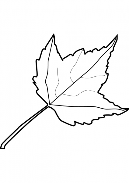 Maple Leaf coloring page image