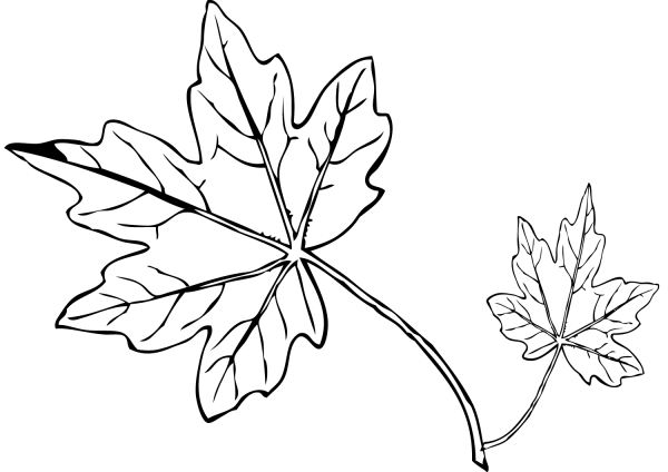 Maple Leaf coloring page image
