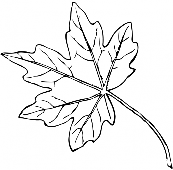 Maple Leaf coloring page image
