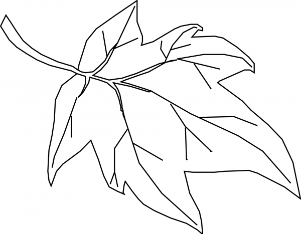 Maple Leave coloring page image