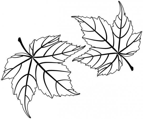 Maple Leaves coloring page image