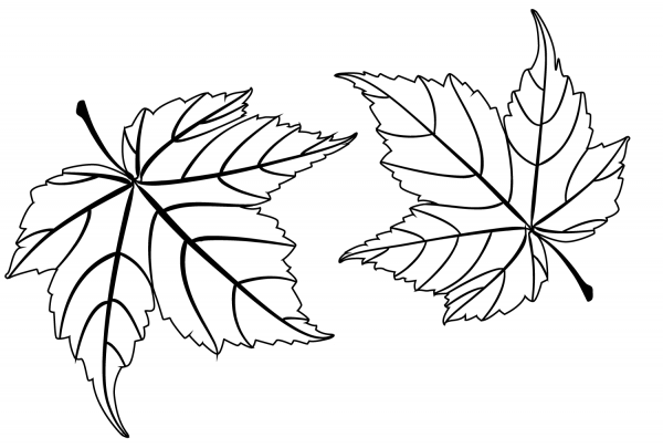 Maple Leaves coloring page image