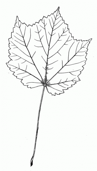 Maple Little Leaf coloring page image