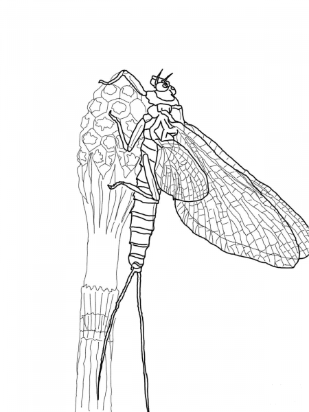 March Brown Mayfly coloring page image