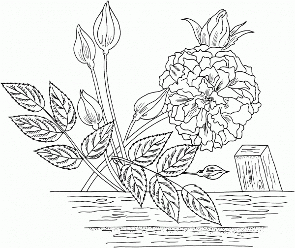 Marechal Neil or Tea Noisette Roses coloring page image