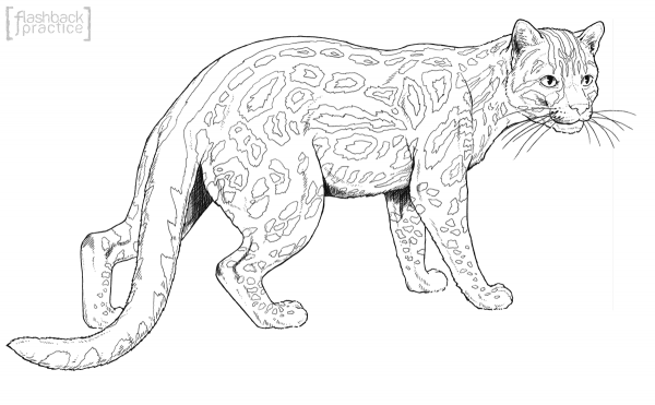Margay Cat coloring page image