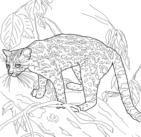 Margay coloring page image