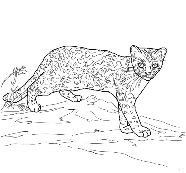 Margay Wild Cat coloring page image