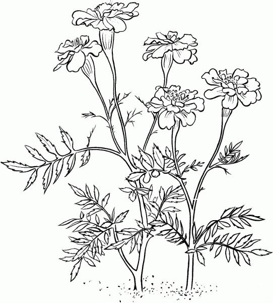 Marigold coloring page image