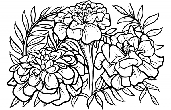 Marigold coloring page image