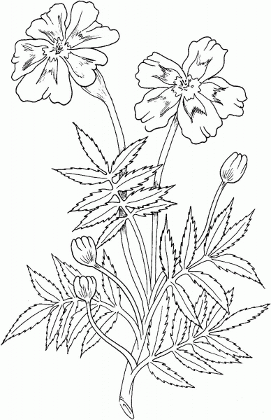 Marigold coloring page image