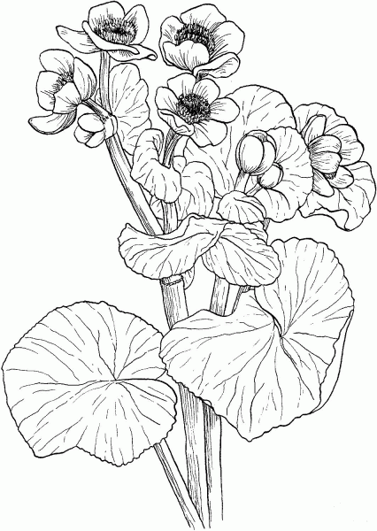 Marigold coloring page image