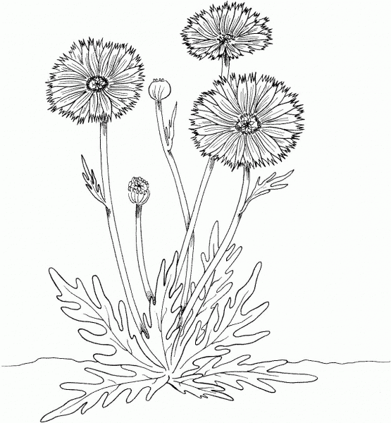 Marigold coloring page image