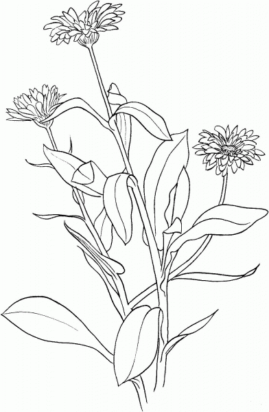 Marigold coloring page image