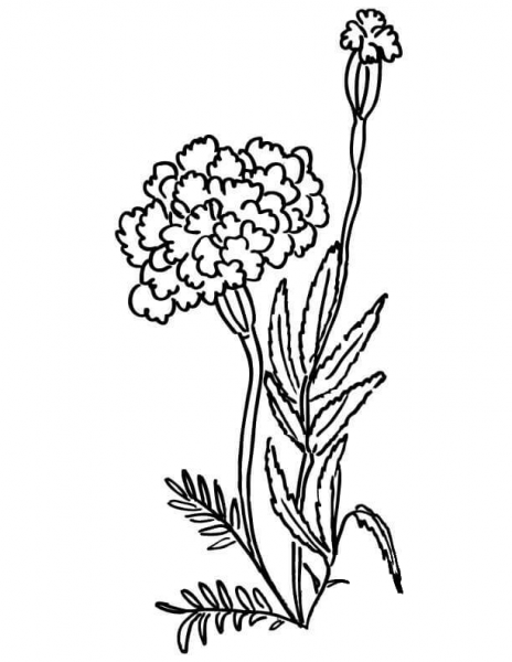 Marigolds  coloring page image