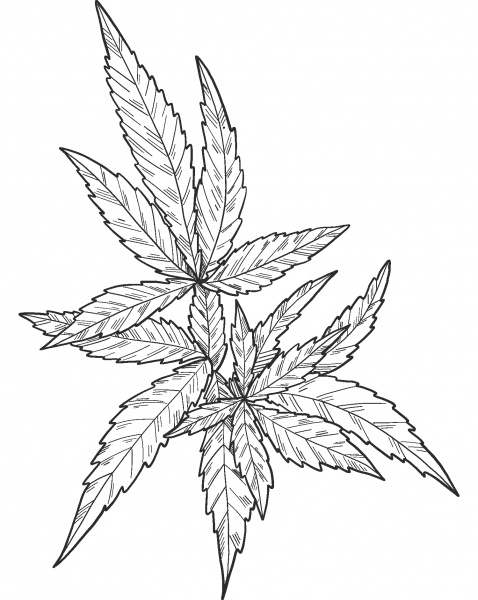 Marijuana coloring page image
