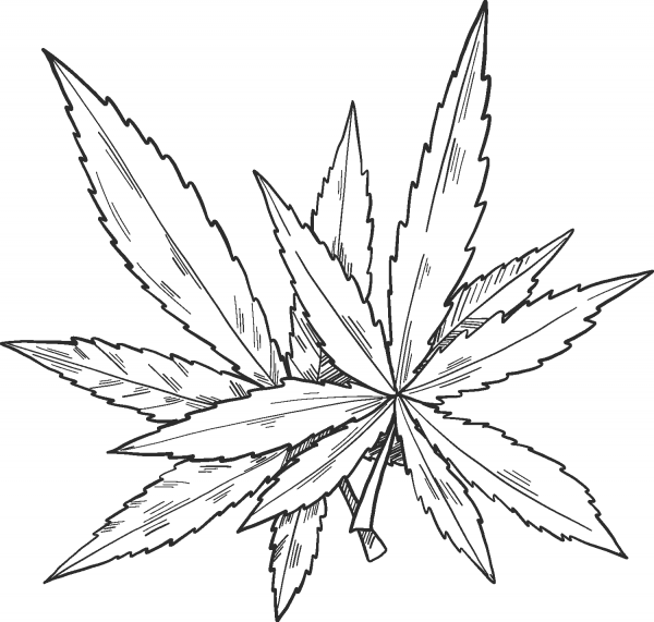 Marijuana coloring page image
