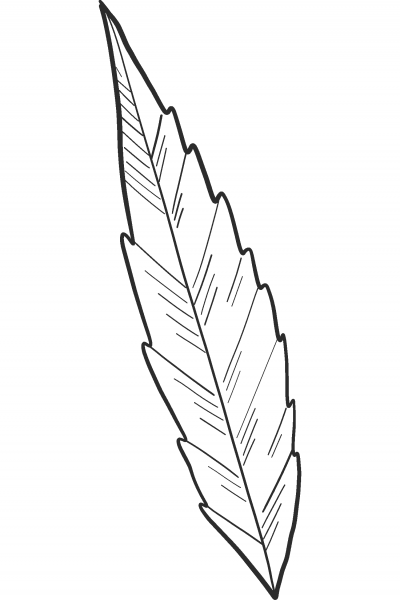 Marijuana Leaf coloring page image