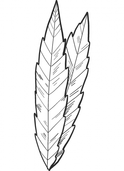 Marijuana Leaves coloring page image