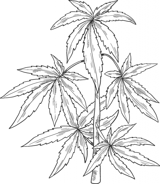 Marijuana Plant coloring page image
