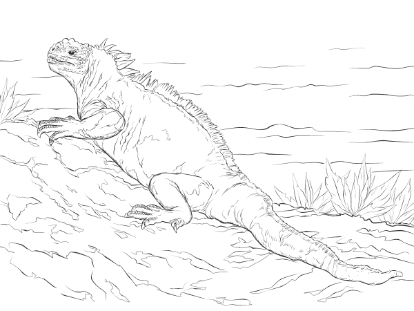 Marine Iguana coloring page image
