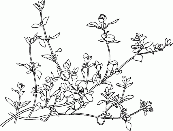 Marjoram 1 coloring page image