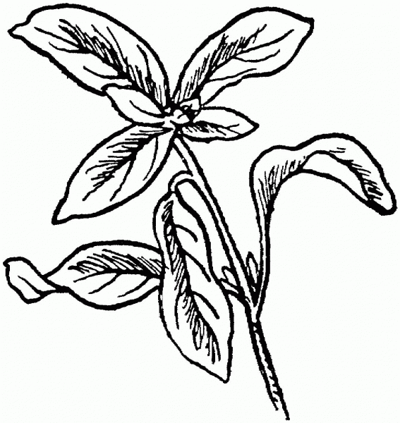 Marjoram 2 coloring page image