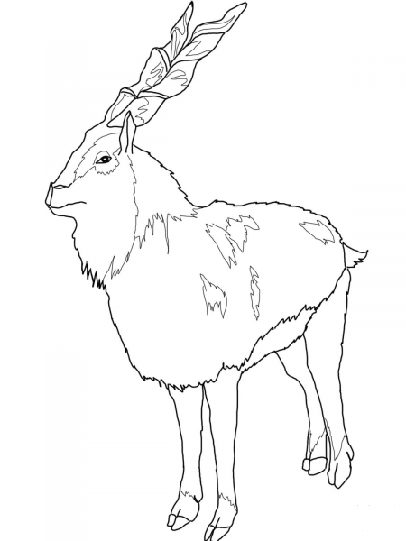 Markhor coloring page image