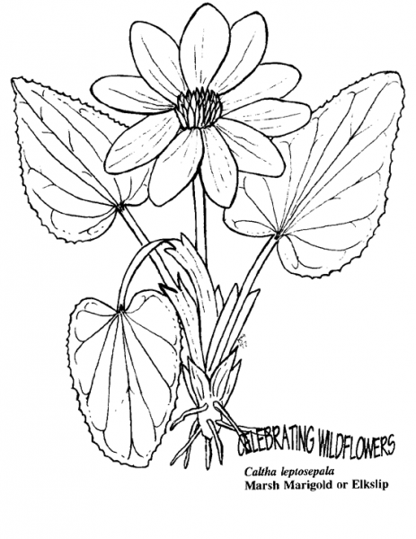 Marsh Marigold or Elkslip coloring page image