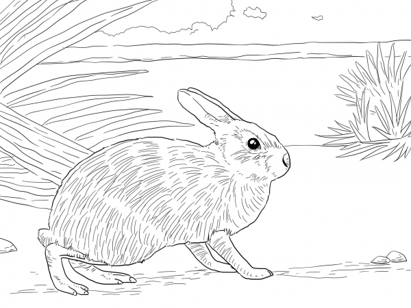 Marsh Rabbit coloring page image