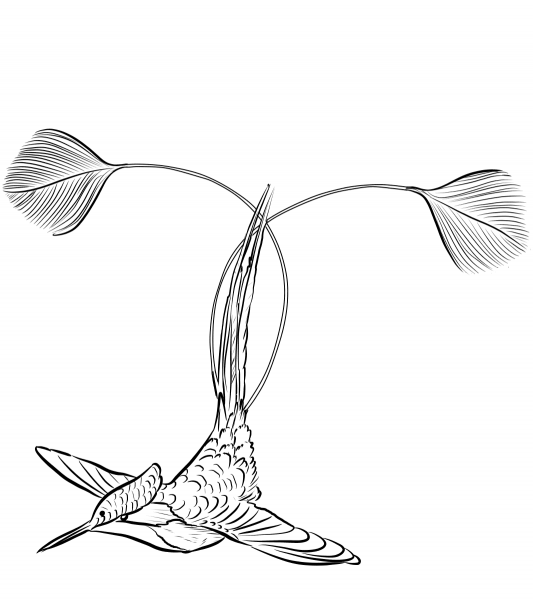 Marvellous Spatuletail Hummingbird coloring page image